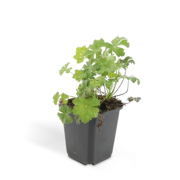 Bodendecker - Cambridge Storchschnabel - Geranium cantabrigiense 'Biokovo' - 9cm Topf - Set mit 12 Pflanzen