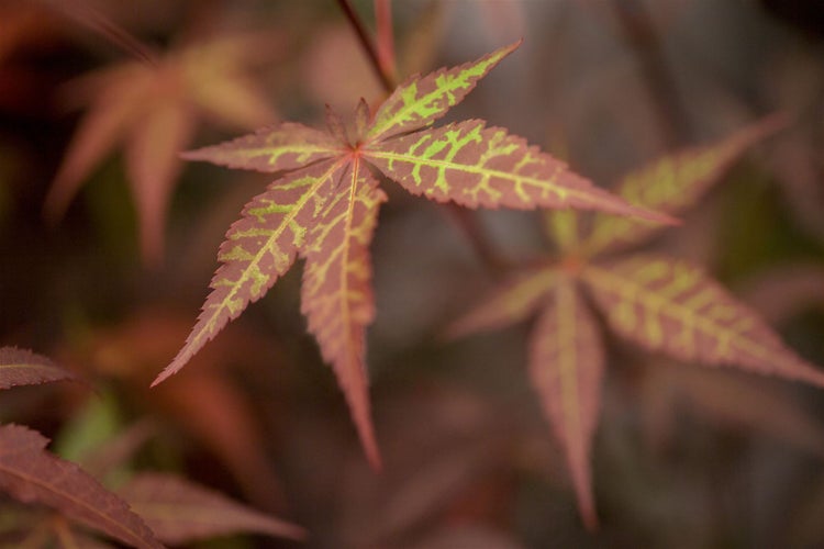 Acer palmatum 'Atropurpureum', Japanischer Ahorn, rotlaubig, 80–100 cm