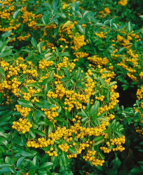 Pyracantha 'Soleil d'Or', Feuerdorn, gelb, 100–125 cm
