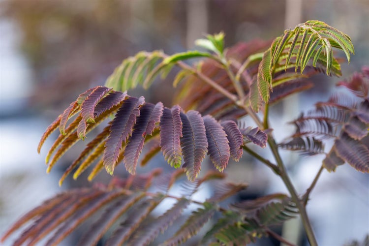 Albizia julibrissin 'Evey's Pride', Seidenbaum, 40–60 cm, rosa Blüten