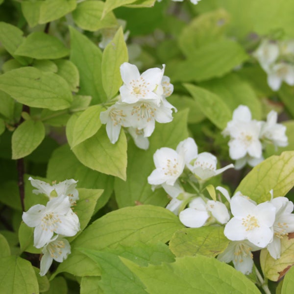 Nahaufnahme von Pfeifenstrauch mit weißen Blüten und grünen Blättern.