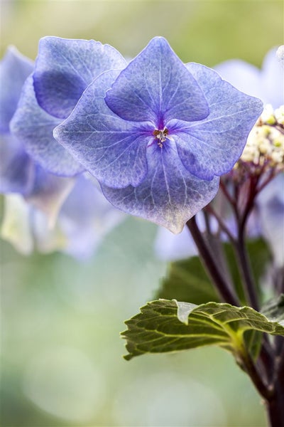 Nahaufnahme einer Hortensienblüte