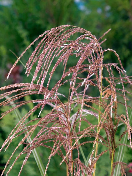 Ziergras mit filigranen Blütenständen im Garten