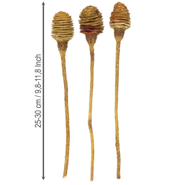 Drei getrocknete Banksia-Blüten an langen Naturstielen für Dekorationen, Länge zwischen 25 und 30 Zentimetern.