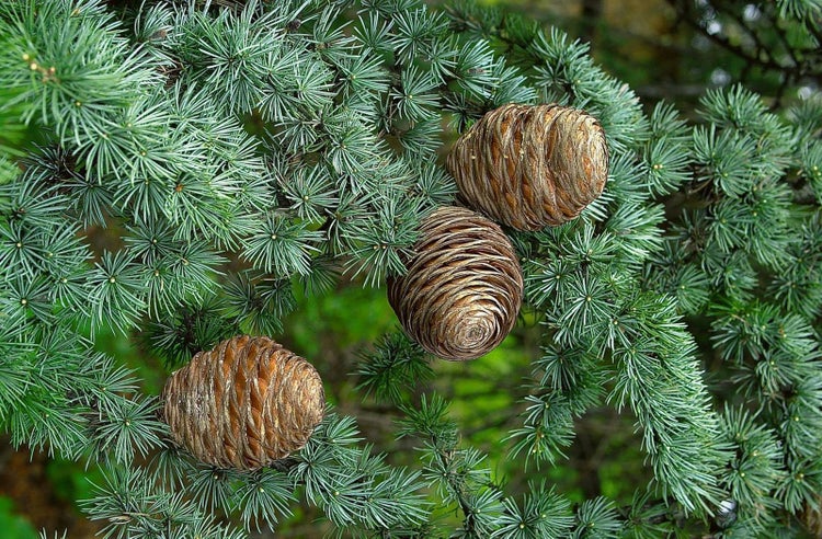 Drei Zapfen an einem Nadelbaum
