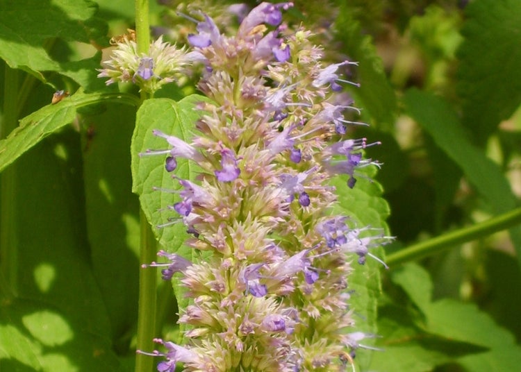 SAFLAX Garden to go - Koreanische Minze - Agastache rugosa - 1200 Samen - Mit Topf, Klima - Deckel und Anzuchtsubstrat