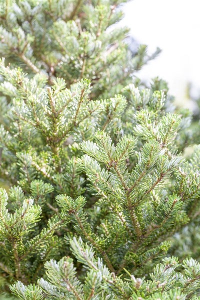 Abies koreana, Koreanische Tanne, 25–30 cm