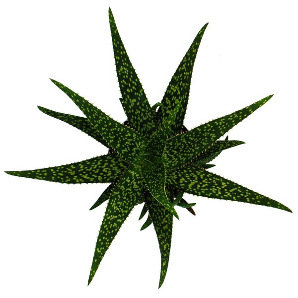Aloe MEDIVERA Tropical - Neue Aloe vera Züchtung - 14cm Topf - ca. 30cm hoch
