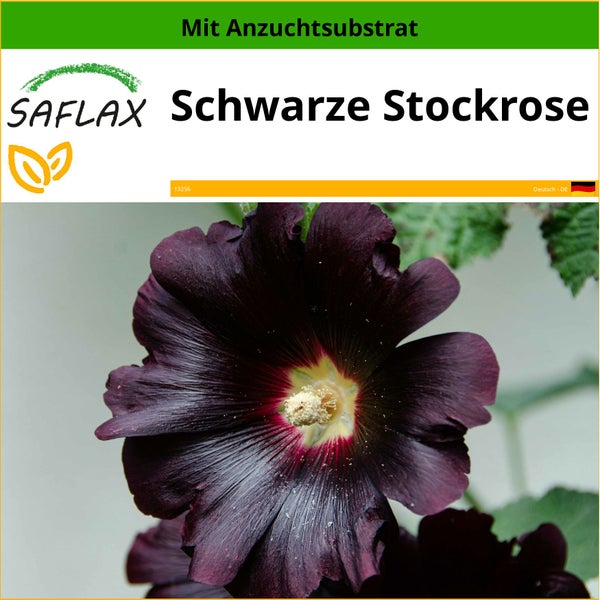 SAFLAX  - Schwarze Stockrose - Alcea rosea nigra - 100 Samen - Mit keimfreiem Anzuchtsubstrat