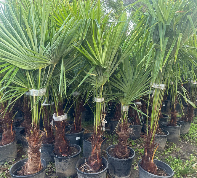 Trachycarpus fortunei 150 - 180 cm Palme Hanfpalme, winterhart bis -19°C