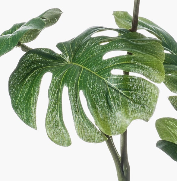 Blätter einer Scindapsus pictus Zimmerpflanze mit silbrigem Muster.