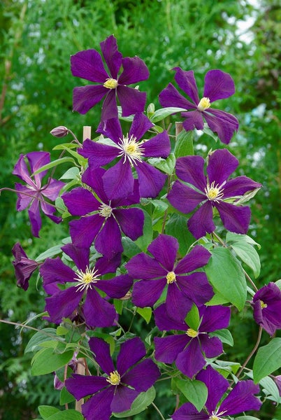 Clematis viticella 'Blue Belle', Waldrebe, blau, 60–100 cm