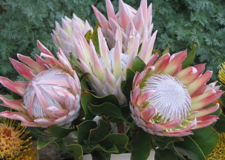 SAFLAX Anzucht Set - Königsprotea - Protea cynaroides - 5 Samen - Mit Mini-Gewächshaus, Anzuchtsubstrat und 2 Töpfen