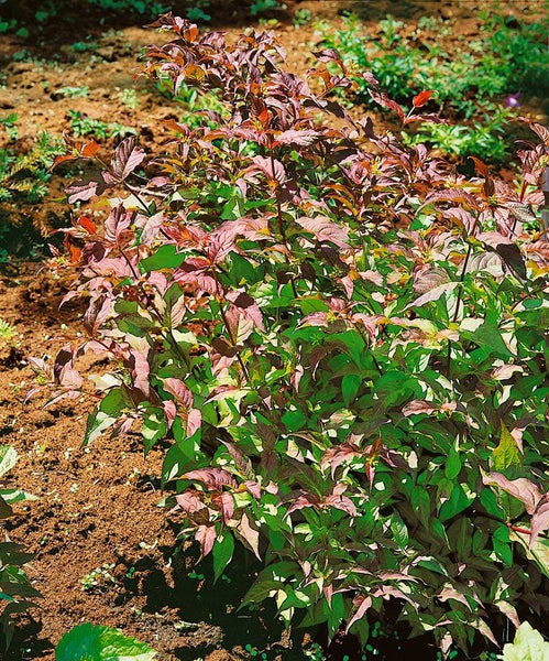 Diervilla splendens 'Diva', Buschgeißblatt, gelb, 40–60 cm