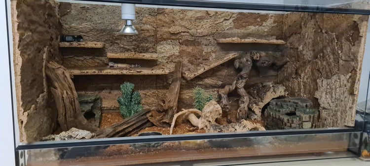 Eingerichtetes Terrarium mit Naturkork-Rückwand, Kork-Liegeflächen, Wurzeln, künstlichem Kaktus und Terrariensand.