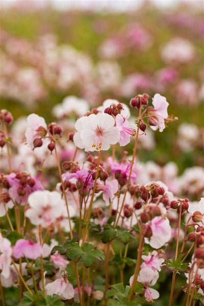 Geranium macrorrhizum 'Spessart', Storchschnabel, weiß-rosa, ca. 9x9 cm Topf