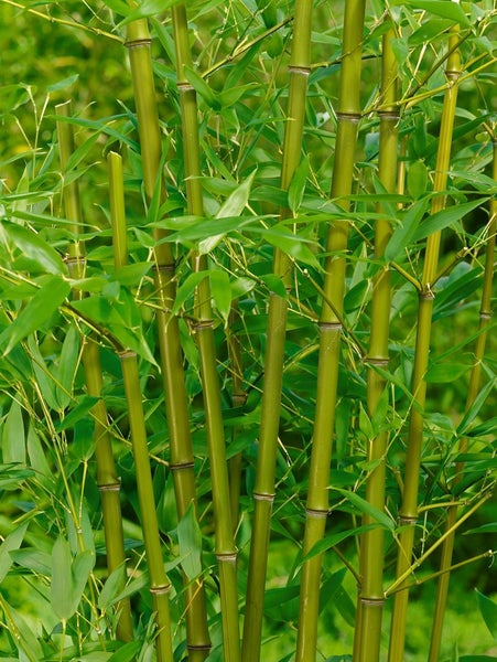 Phyllostachys bissetii, Bambus, grün, 80–100 cm
