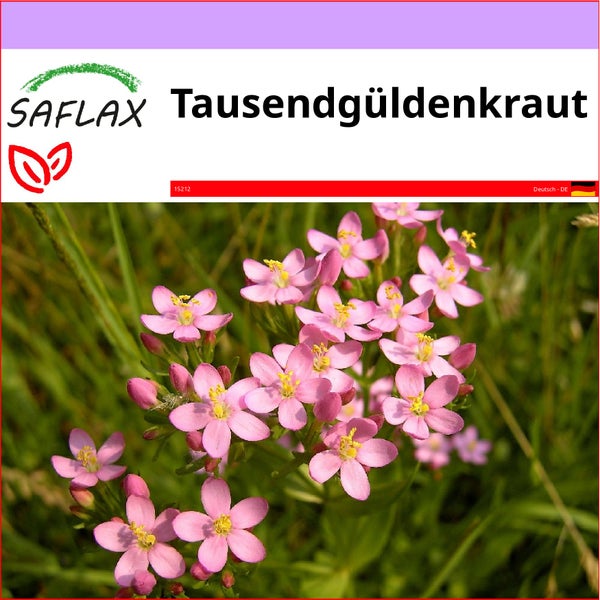 SAFLAX  - Tausendgüldenkraut - Centaurium erythraea - 250 Samen