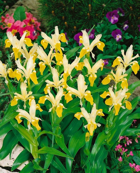 Iris bucharica, gelb-weiß, ca. 9x9 cm Topf