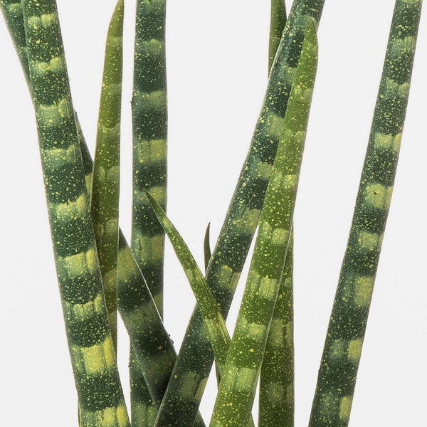 Sansevieria cylindrica im schwarzen Pflanztopf, aufrecht wachsende, zylindrische Blätter mit hellgrüner Musterung.