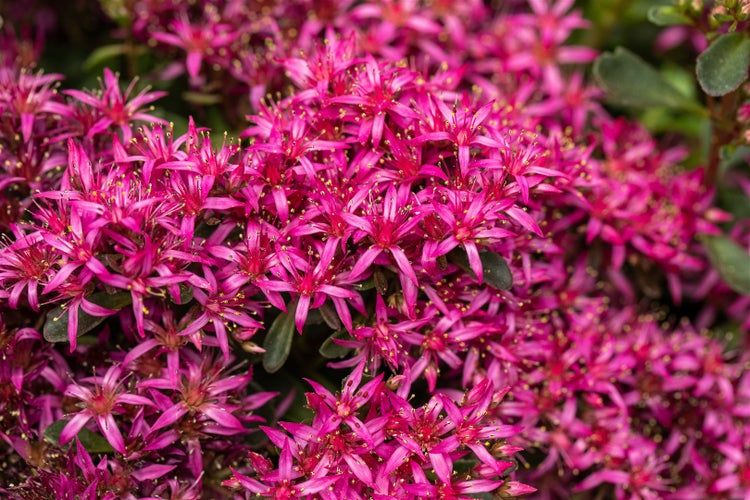 Sedum spurium, Teppichsedum, ca. 9x9 cm Topf, pflegeleicht