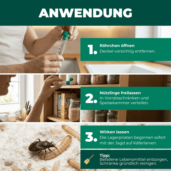 Anwendung von Nützlingen zur Schädlingsbekämpfung in Vorratsschränken und Speisekammern