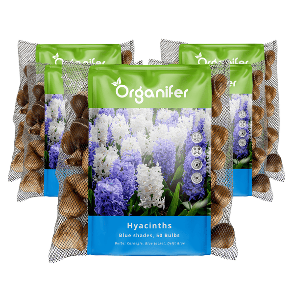 Organifer Hyazinthen Blumenzwiebeln, blaue Farbtöne, 50 Stück