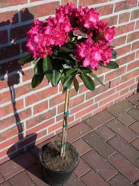 Rhododendron Yakushimanum Morgenrot - Stämmchen, Alpenrose Morgenrot, Höhe inklusive Topf: 120-130 cm