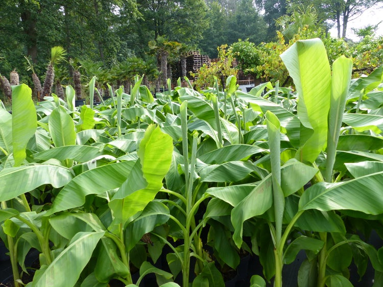 Bananenstaude Banane Musa Basjoo 120 - 150 cm winterhart Staude japanische Faserbanane