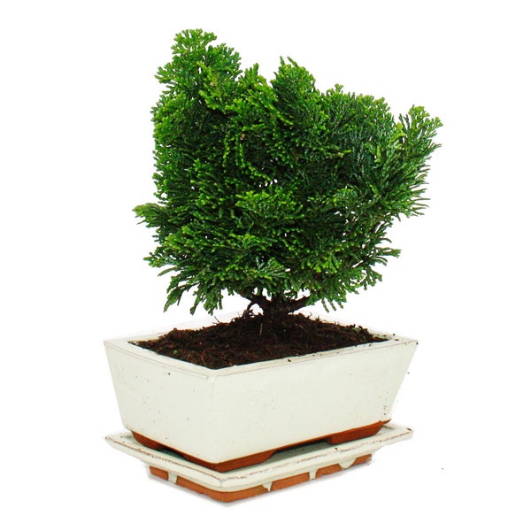 Outdoor-Bonsai - Chamaecyparis - Scheinzypresse - 3-4 Jahre alt - incl. Untersetzer