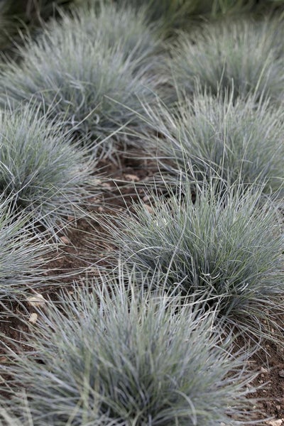 Festuca cinerea 'Azurit', Blauschwingel, ca. 9x9 cm Topf