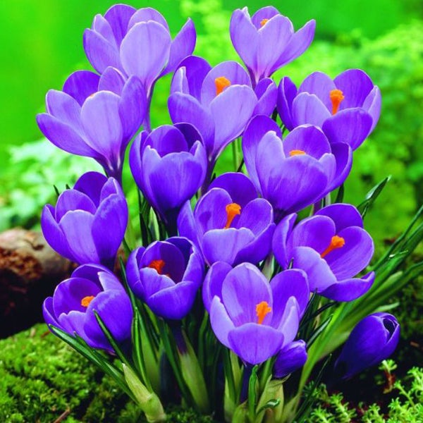 Violette Krokusse im Gartenbeet