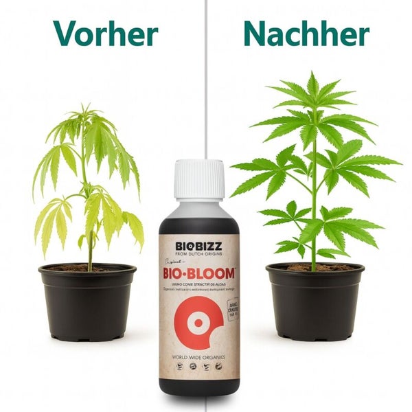 Biobizz Bio-Bloom Flüssigdünger im Vorher-Nachher-Vergleich: Darstellung einer welken Pflanze und einer gesunden, kräftigen Pflanze.
