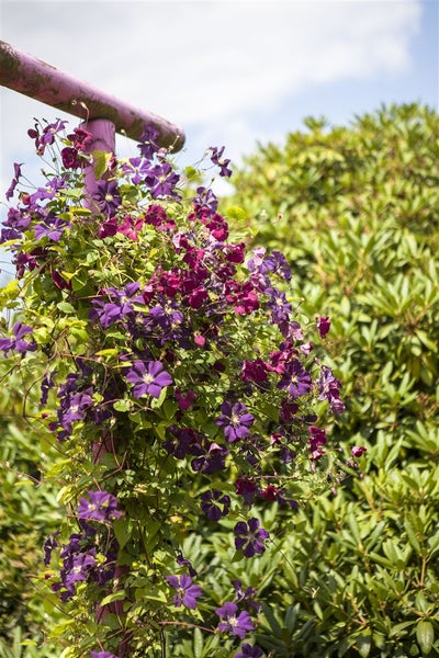 Clematis viticella 'Rubra', Italienische Waldrebe, rot, 100–150 cm