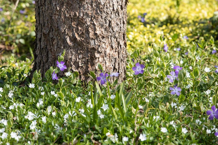 Nahaufnahme eines Baumstamms, umgeben von blühenden Bodendeckern mit lila und weißen Blüten.