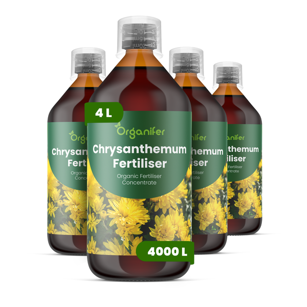 Vier Flaschen Organifer Chrysanthemendünger Konzentrat, insgesamt 4 Liter für bis zu 4000 Liter Düngerlösung.