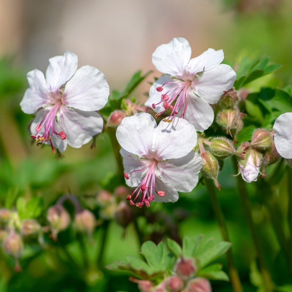 Bloomique - 3er Set - Geranium Cantabrigiense Biokovo - Storchschnabel - Weiß-Rosa Blüten - Winterhart - Höhe 10-20cm - Topf 9x9cm