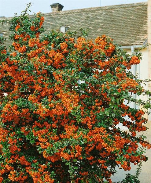 Pyracantha 'Orange Glow', Feuerdorn, orange Beeren, 80–100 cm