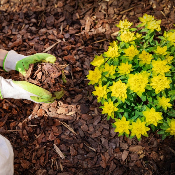 Galamio Rindenmulch Pinie Mittel 60l x 26 Sack 1560l Palette
