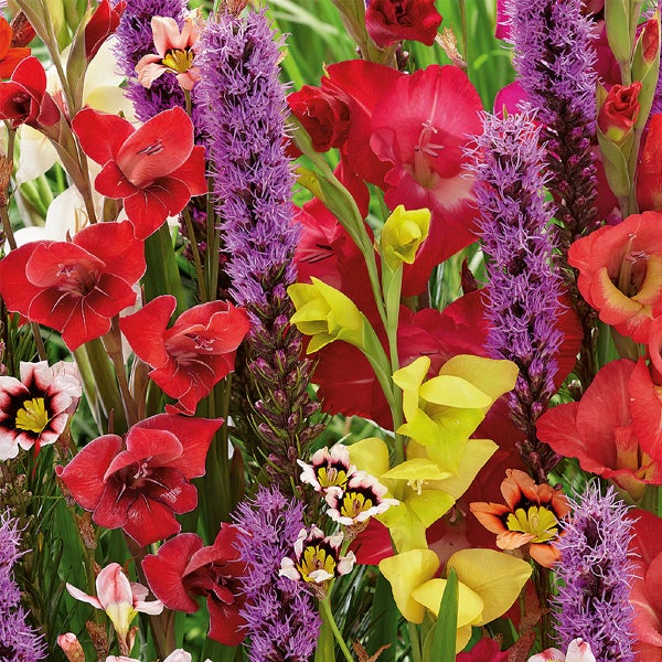 Bloomique - Mischung aus 75 - Schmetterlinge und Bienenmischung - Liatris, Sparaxis, Allium, Crocosmia, Tigridia - Blumenzwiebeln - mehrjährig - Sommerblüher - winterhart - wird bis zu 25-125 cm groß