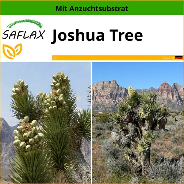 SAFLAX  - Joshua Tree - Yucca brevifolia - 10 Samen - Mit keimfreiem Anzuchtsubstrat