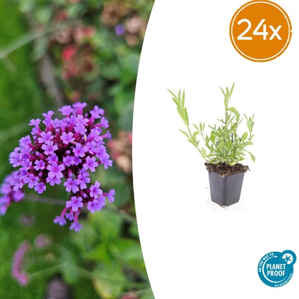 24er-Set Patagonisches Eisenkraut Verbena bonariensis Jungpflanzen im Topf mit Planet Proof Zertifizierung und Abbildung der Blüte.