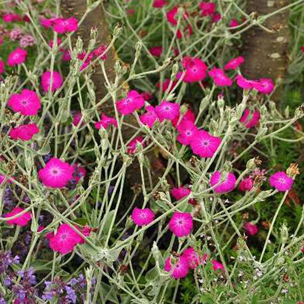 Garten-Lichtnelke mit pinkfarbenen Blüten