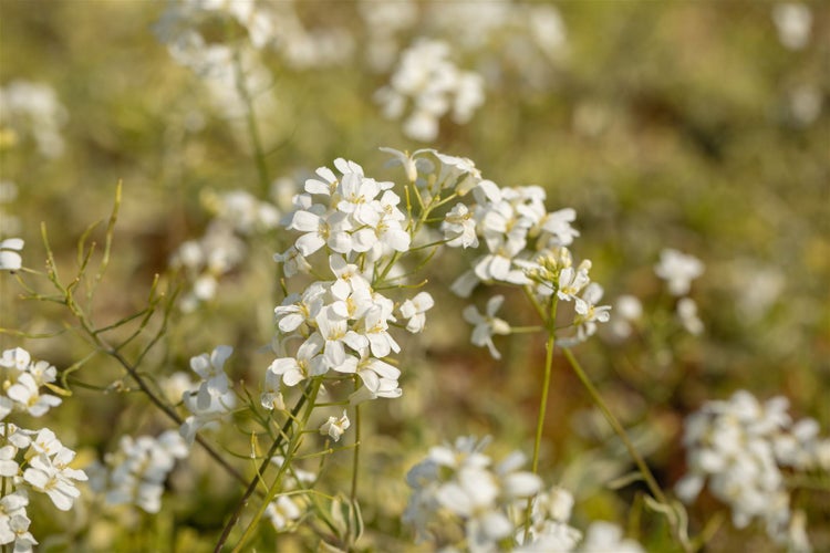 Arabis ferdinandi-coburgii 'Old Gold', Gänsekresse, ca. 9x9 cm Topf