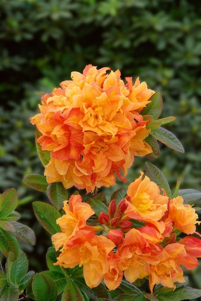 Rhododendron luteum 'Csardas', gelb, 40–50 cm