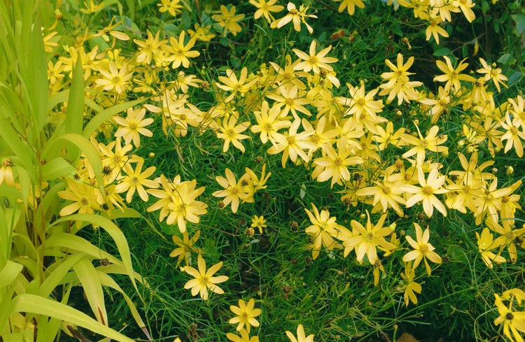 Coreopsis verticillata 'Moonbeam', Mädchenauge, hellgelb, ca. 9x9 cm Topf