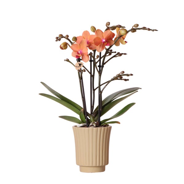 Kolibri Orchids Orange Phalaenopsis Orchidee Mineral Bolzano + Retro khaki Topfgröße 9cm blühende Zimmerpflanze