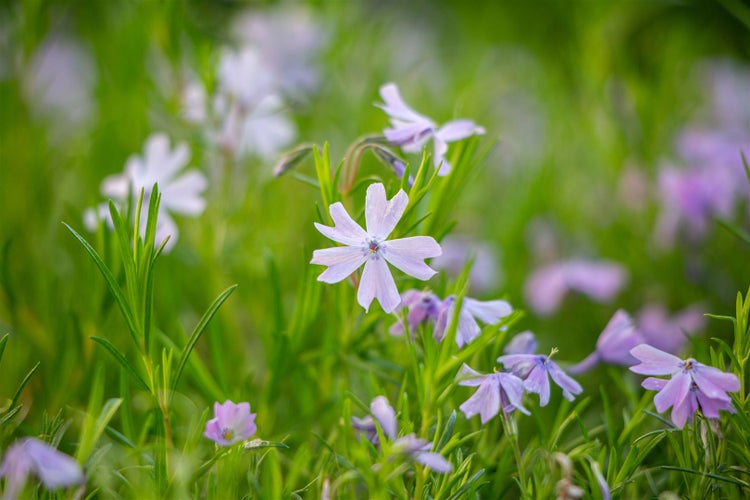 Blühende Teppich-Flammenblume im Garten