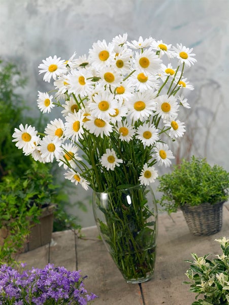 Strauß Margeriten in Glasvase auf Holztisch