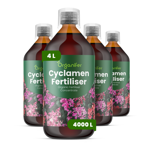 Organifer Alpenveilchendünger Bio-Konzentrat, vier Liter für viertausend Liter Düngerlösung, vier Flaschen.